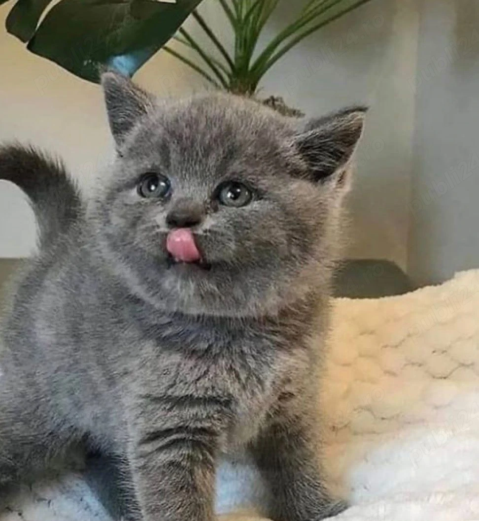 British shorthair 