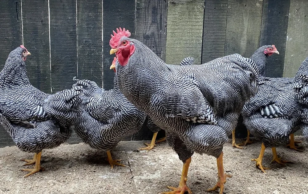 Vand oua gaini de rasa Plymouth Rock Barat