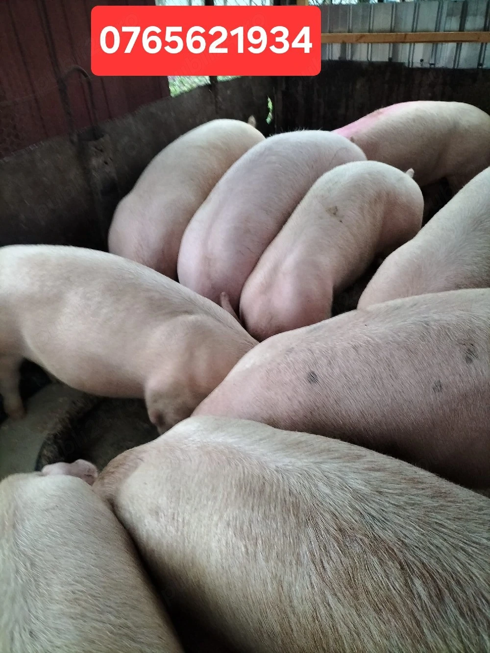 Porci de carne 50-160KG