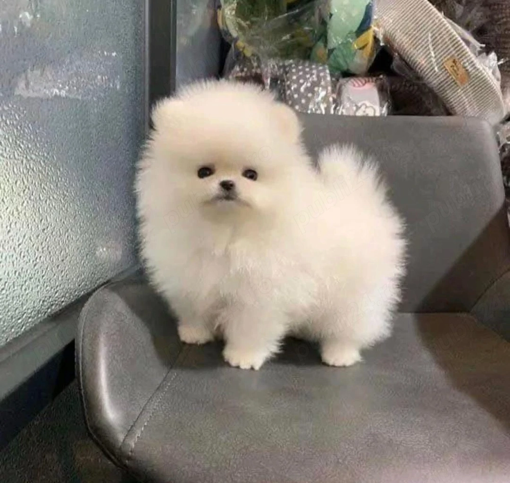 Pui de spitz pomeranian 