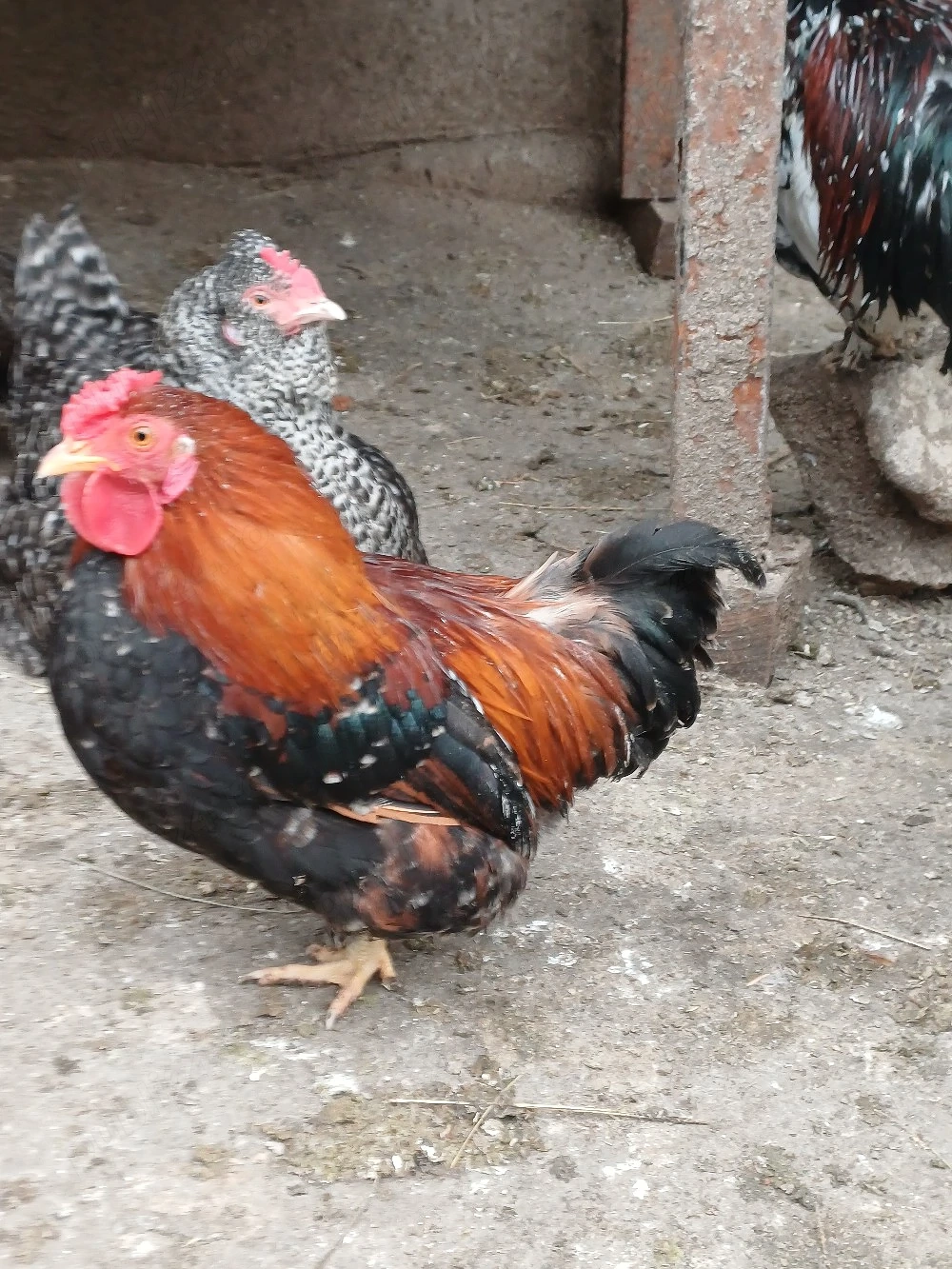 pitoci americani