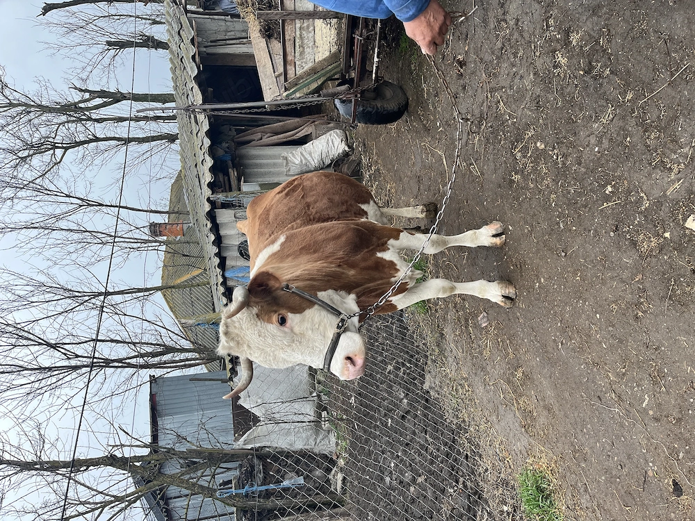 Se vinde vaca cu vițel în burtă 