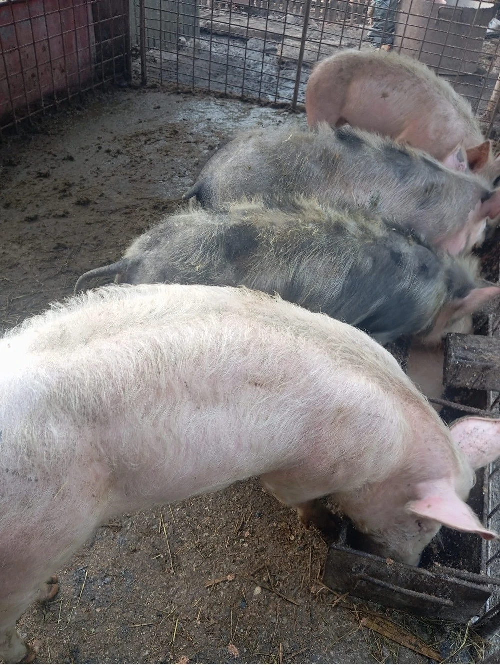 Porci grasuni de vanzare