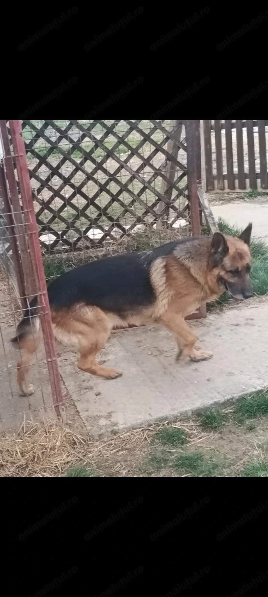 Donez ciobănesc german, un câine foarte iubitor în vârstă de 8 ani 