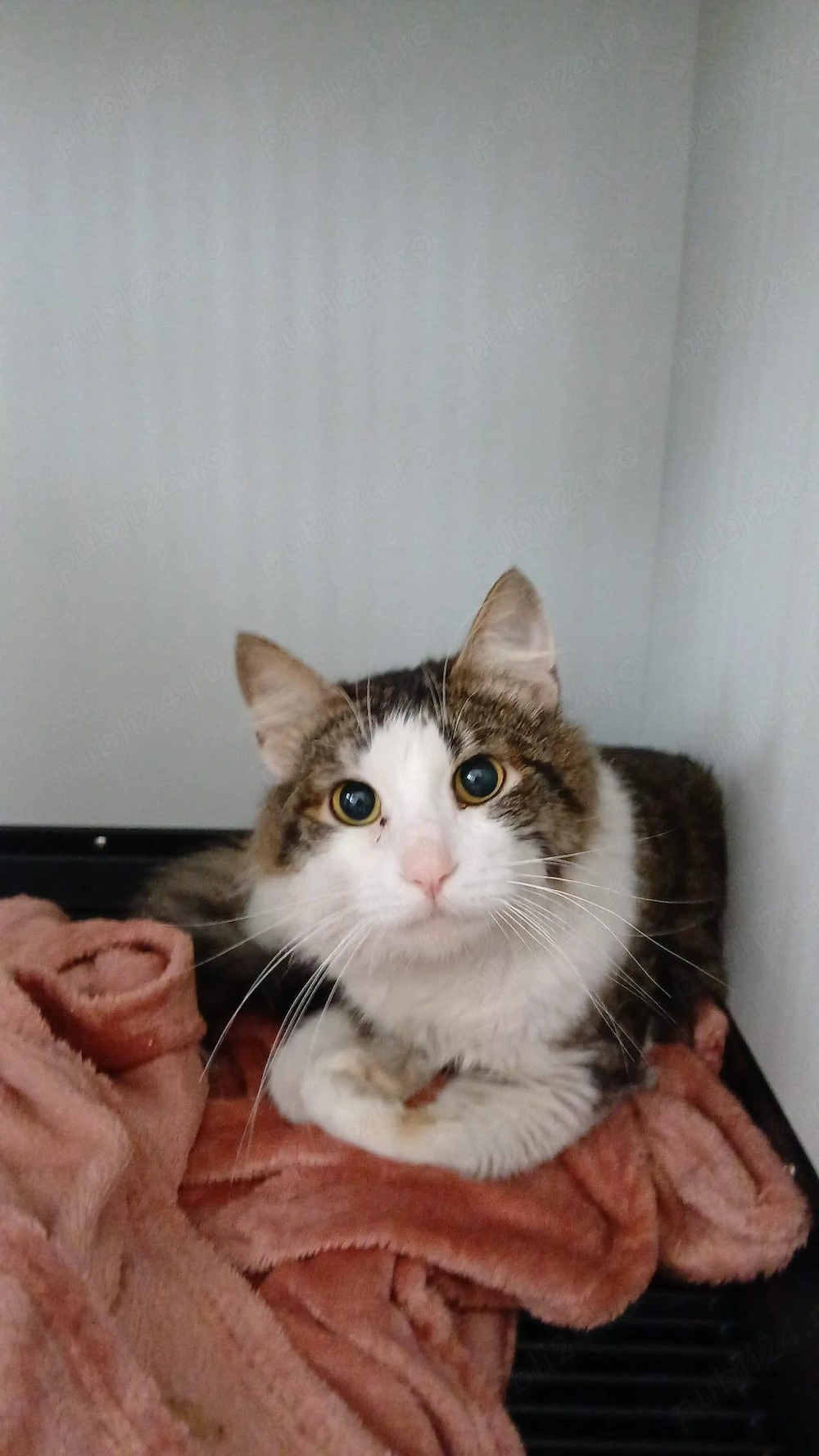 Un motanel cuminte astepta o casuta