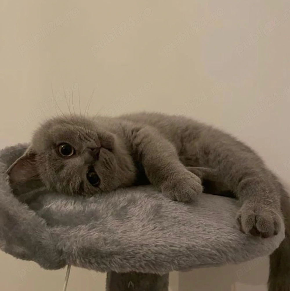 Pui british shorthair