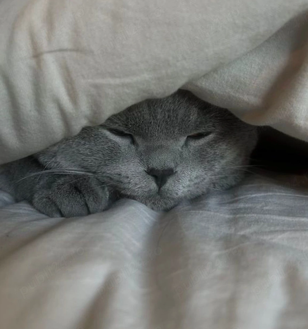 Pui british shorthair