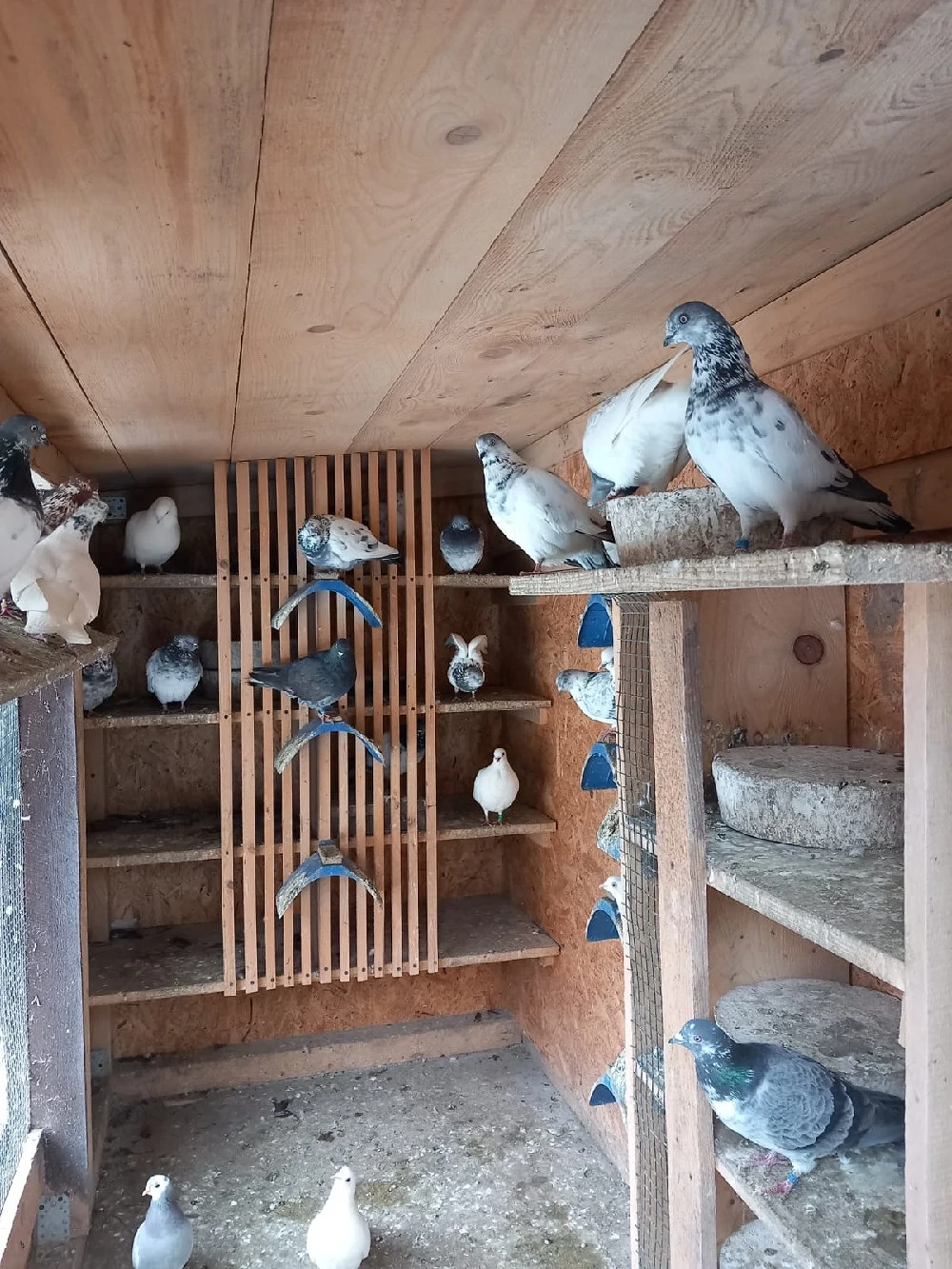 porumbei berzati de vânzare 