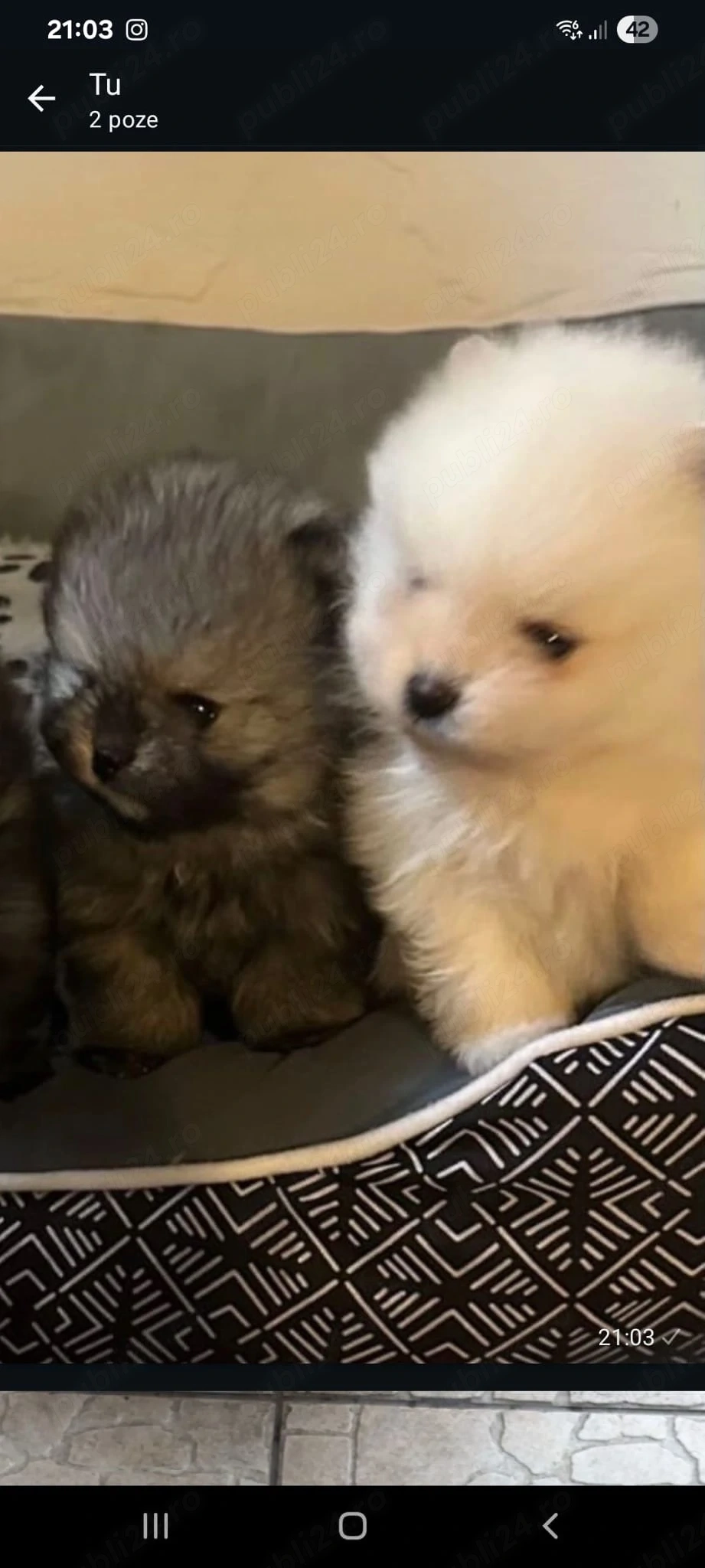 Pomeranian 