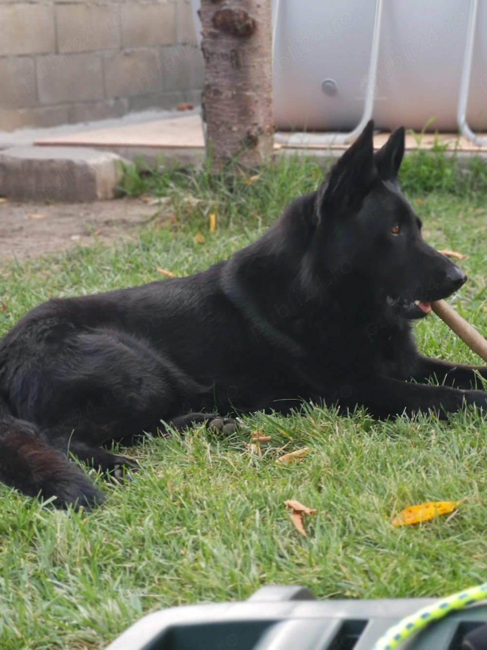 Ciobanesc german negru cauta partenera