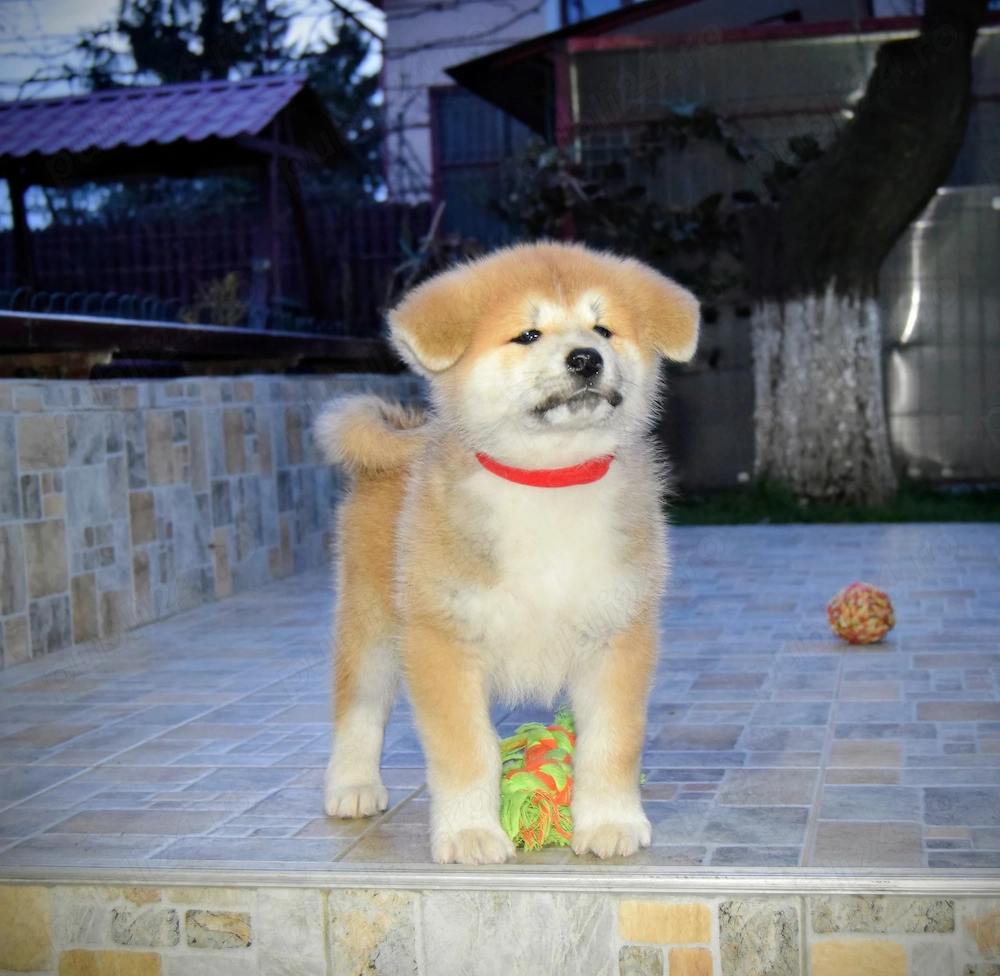 Pui Akita inu femela, părinți multipli campioni