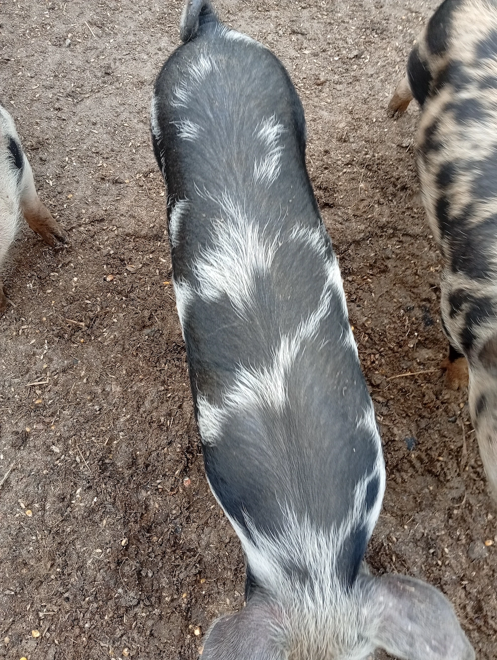 Purcei de rasa fara combinate crescuti 35 30 kg