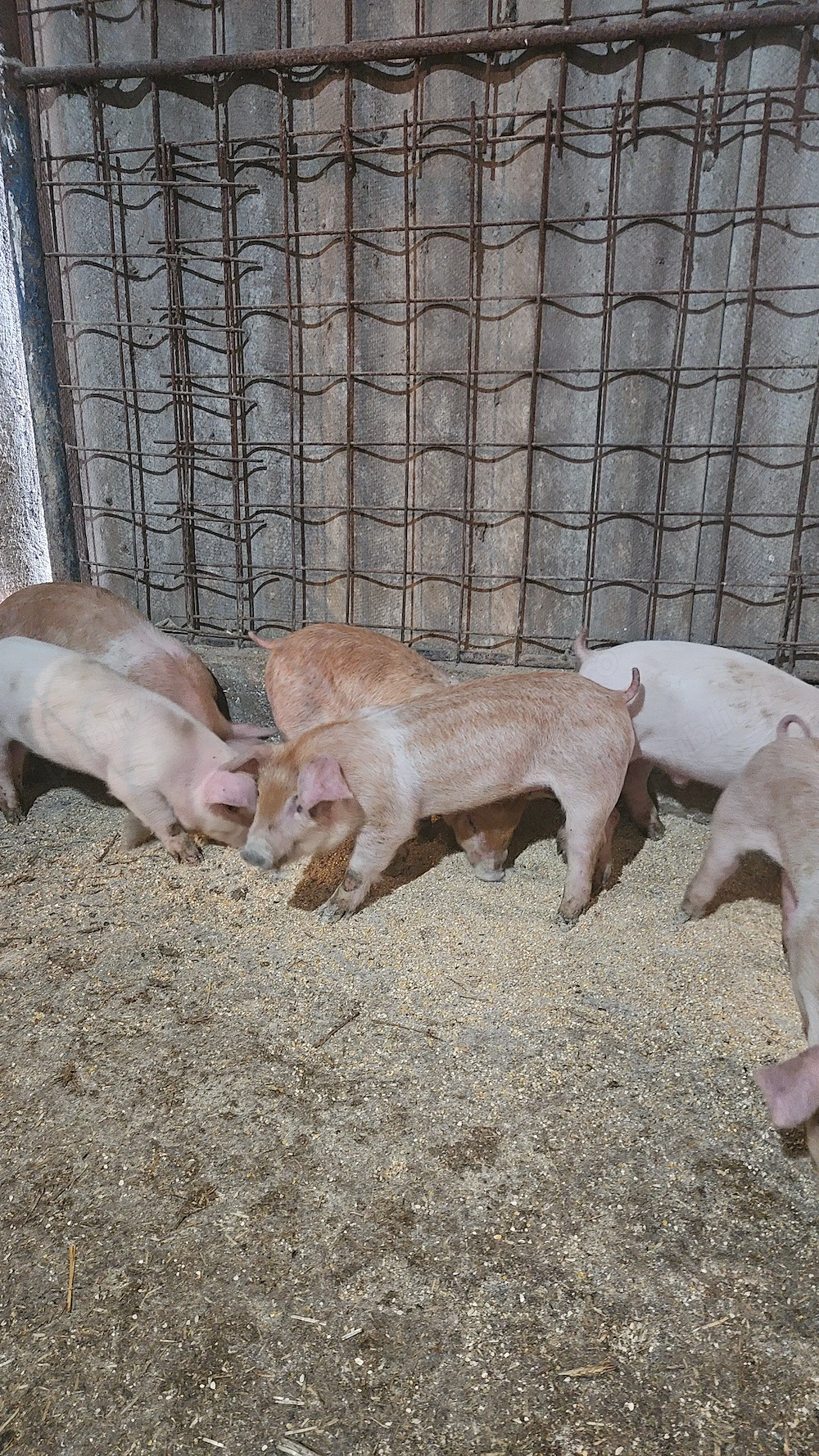 Purcei Landracexduroc de vanzare