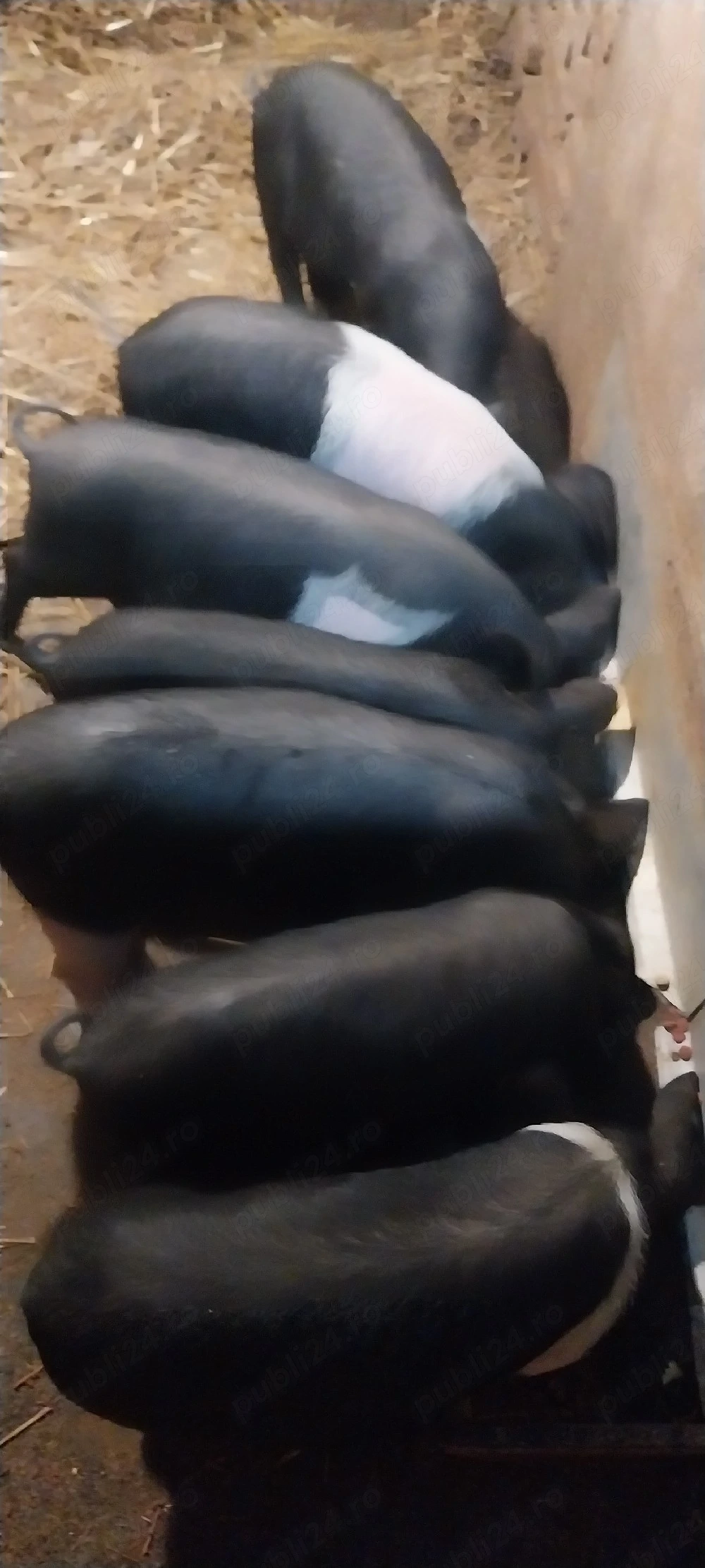 animale pe valea Hirtibaciului