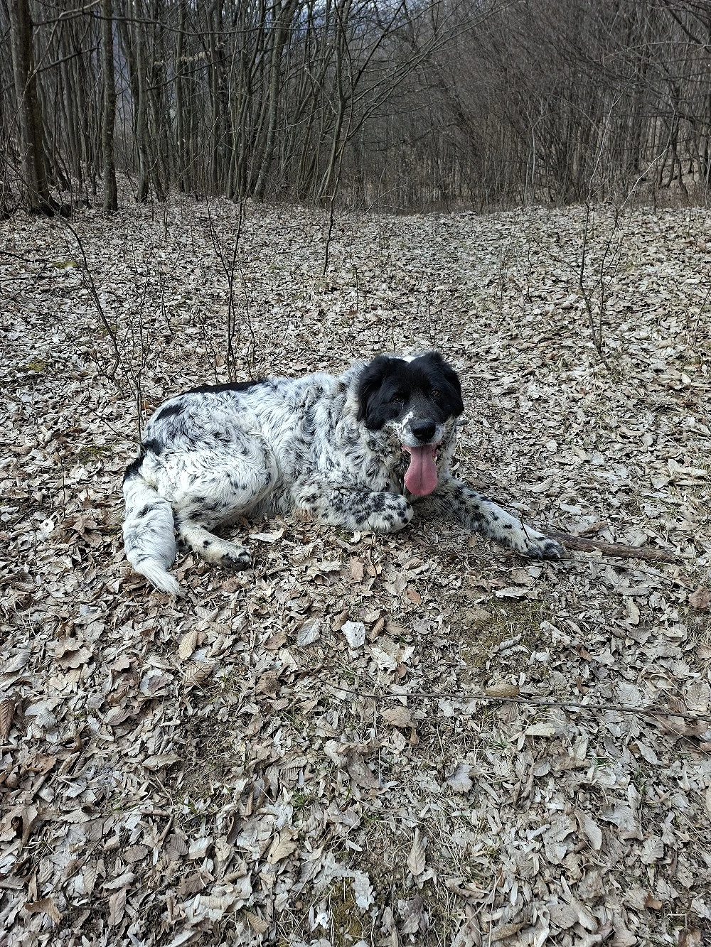 vind  ciobănesc de Bucovina 