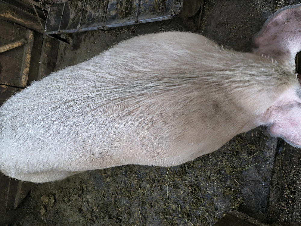 Porci de vanzare