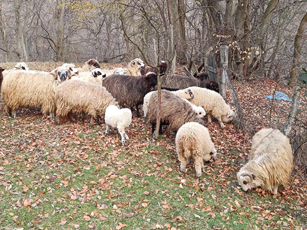 Vand oi țurcane si miei !