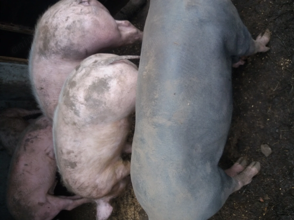 Porci disponibili 90 kg