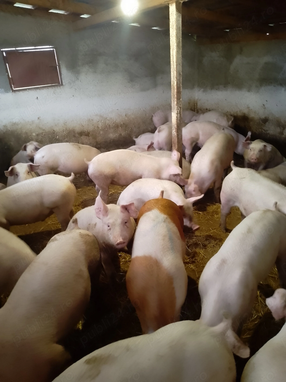 Grasuni și porci de carne 