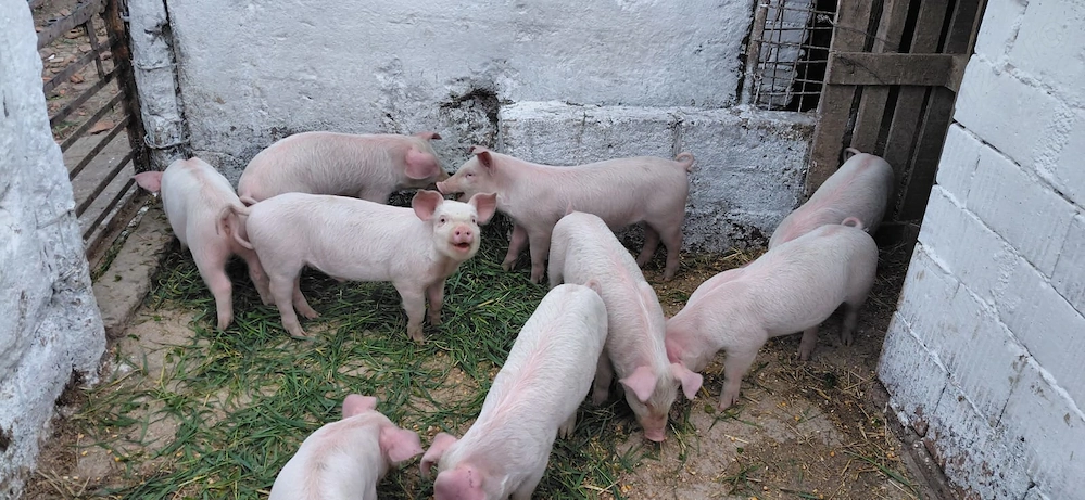 Purcei 8 săptămâni 