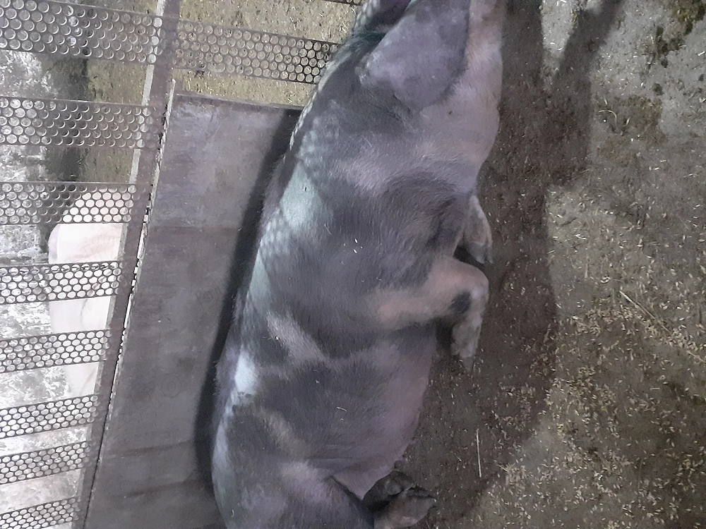 Pentru cine se respectă și își permite