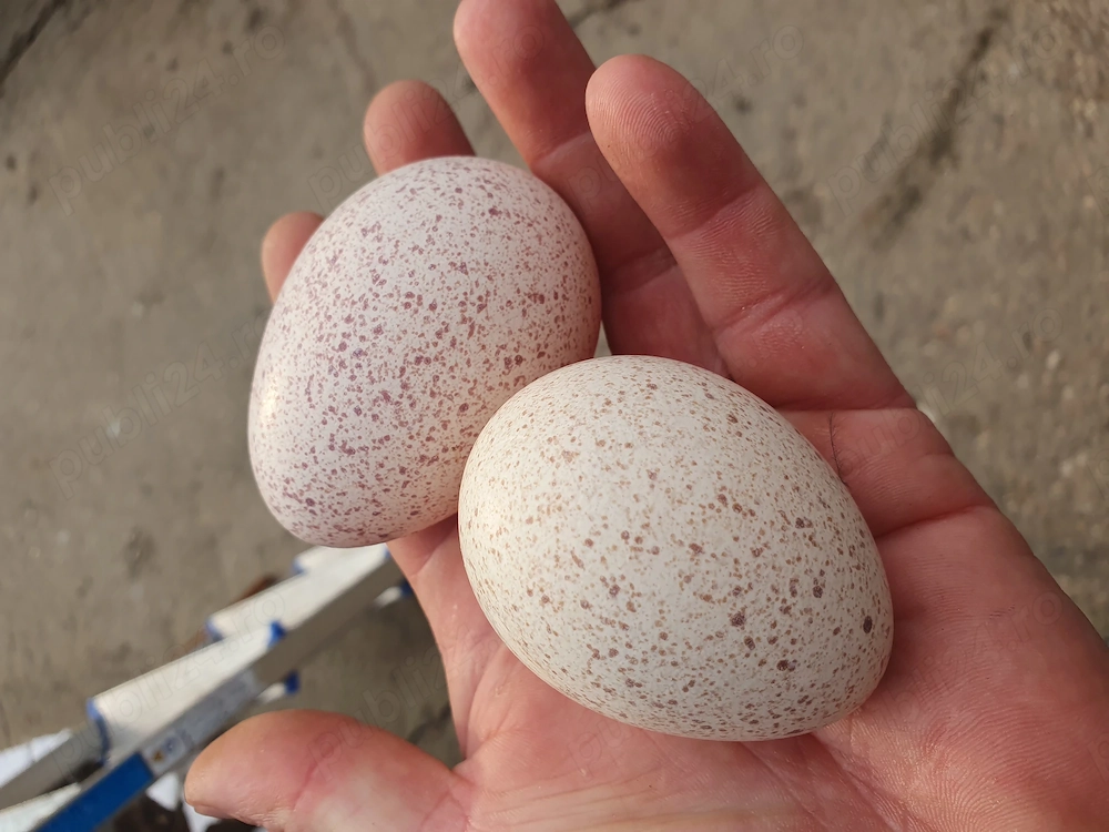 Vând oua de curca pt incubat 