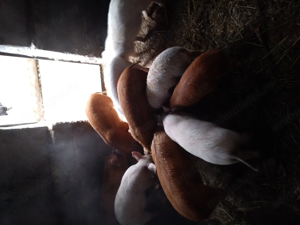 Purcei si grasuni de vanza.