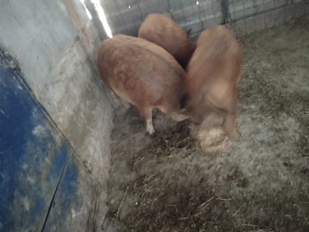 Porci de vânzare mangalita 