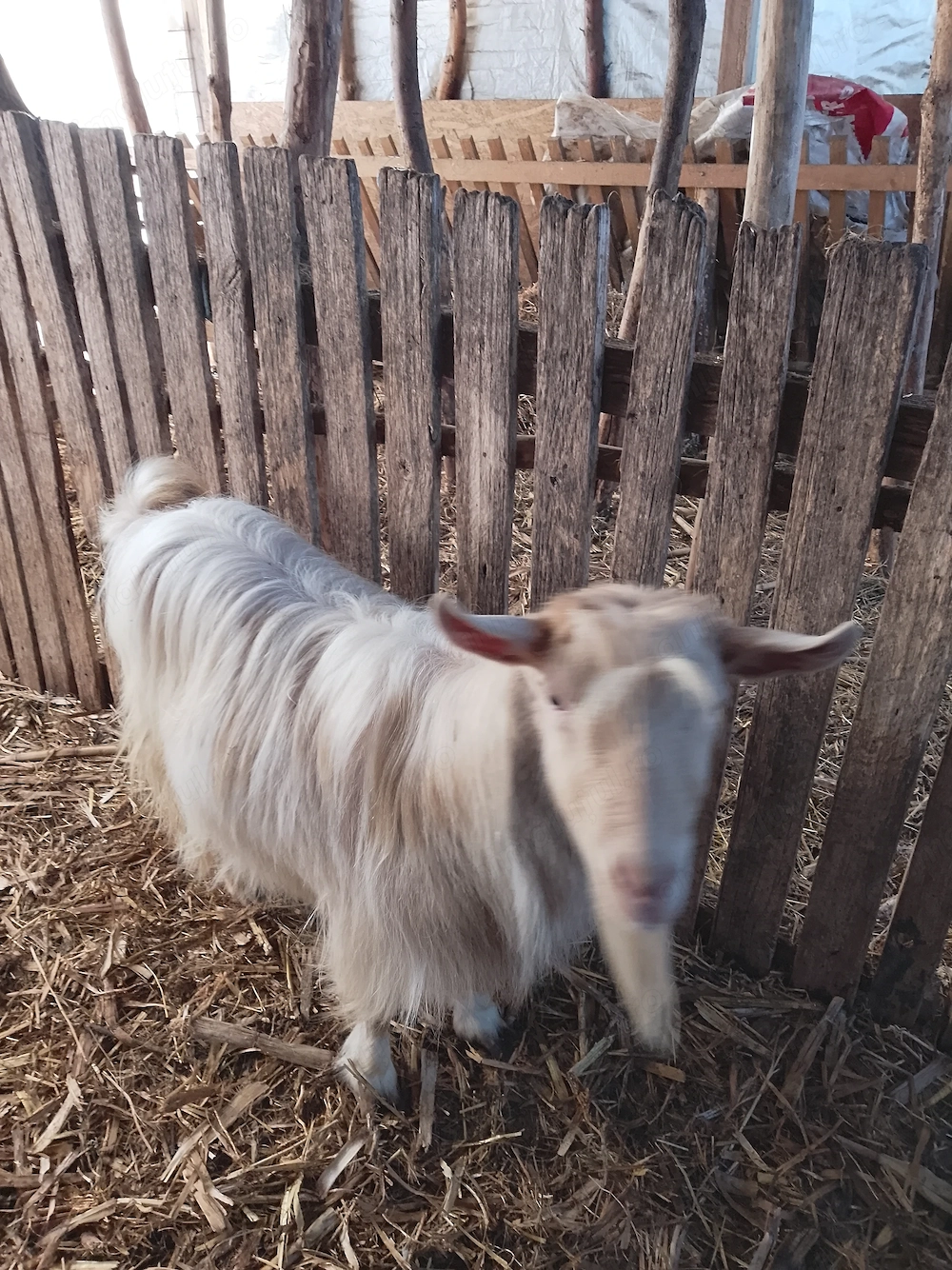 Țap castrat de vânzare 