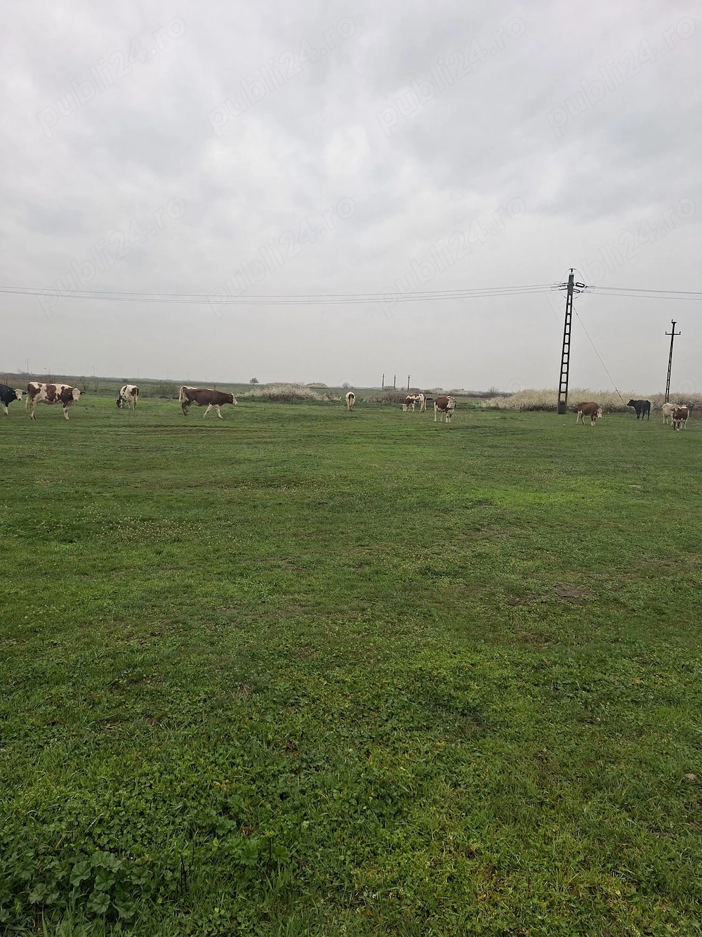 Vand 10 vaci cu lapte