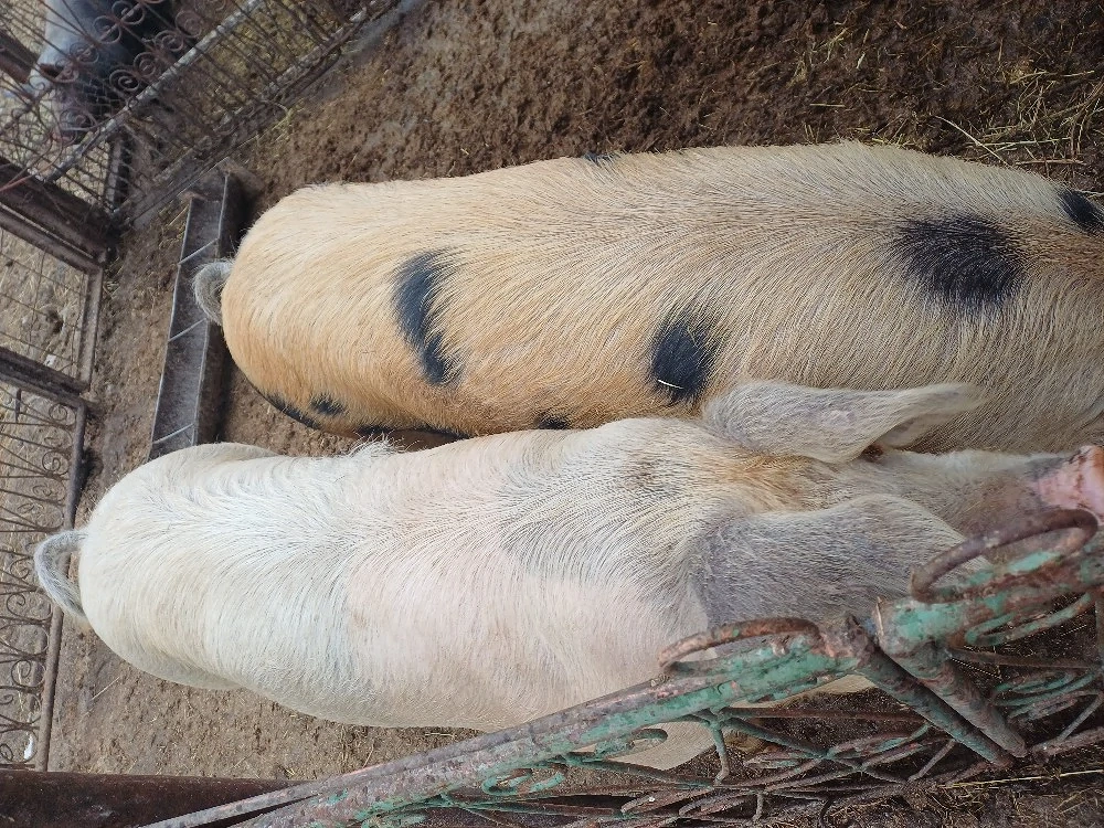 vand porci tineri de taiat 