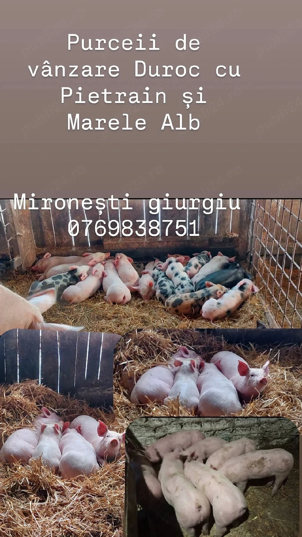 Purceii de vânzare Duroc cu Pietrain și Marele Alb 