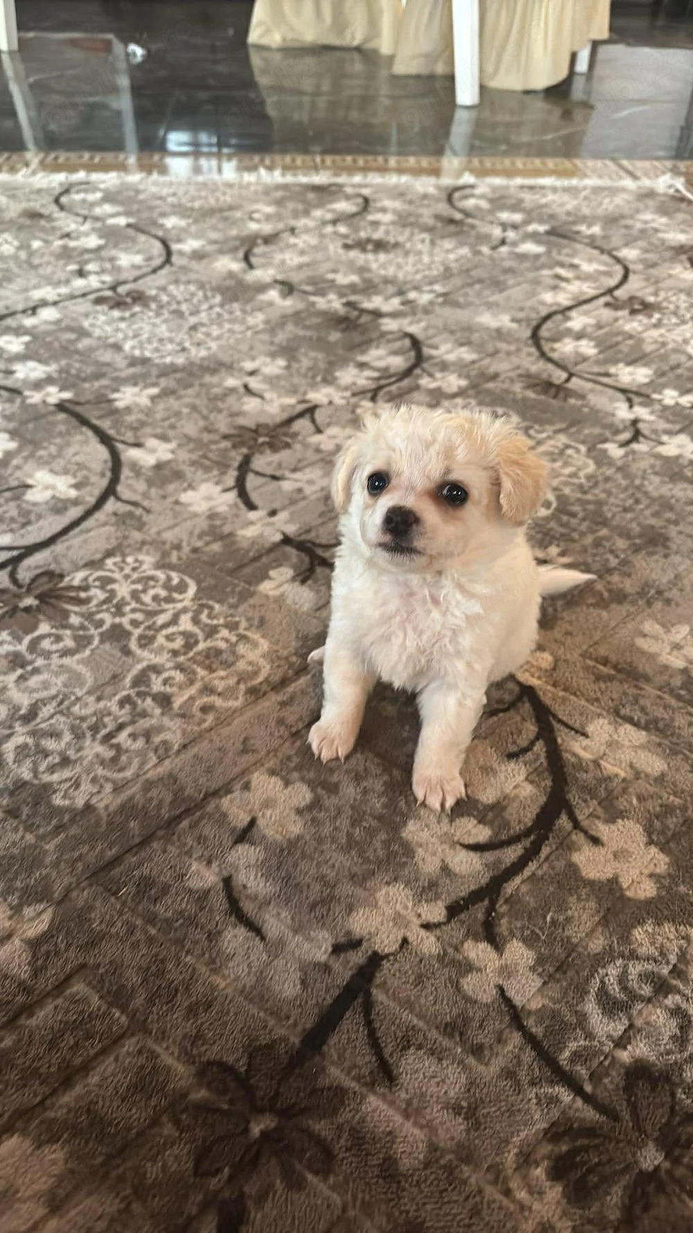 Bichon maltez 7 saptamani 