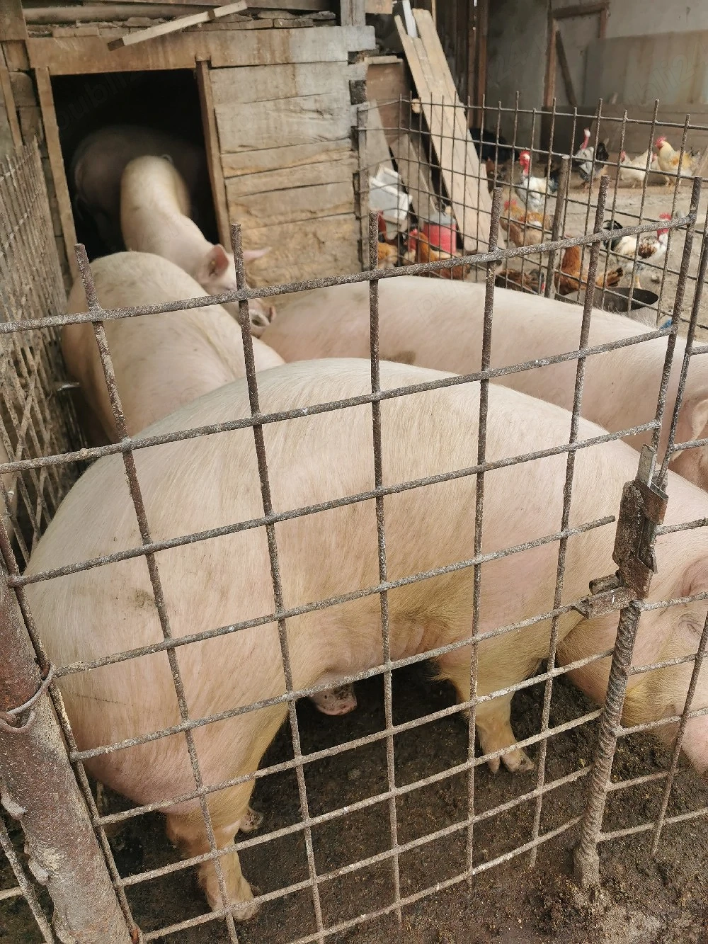 Porci de vânzare