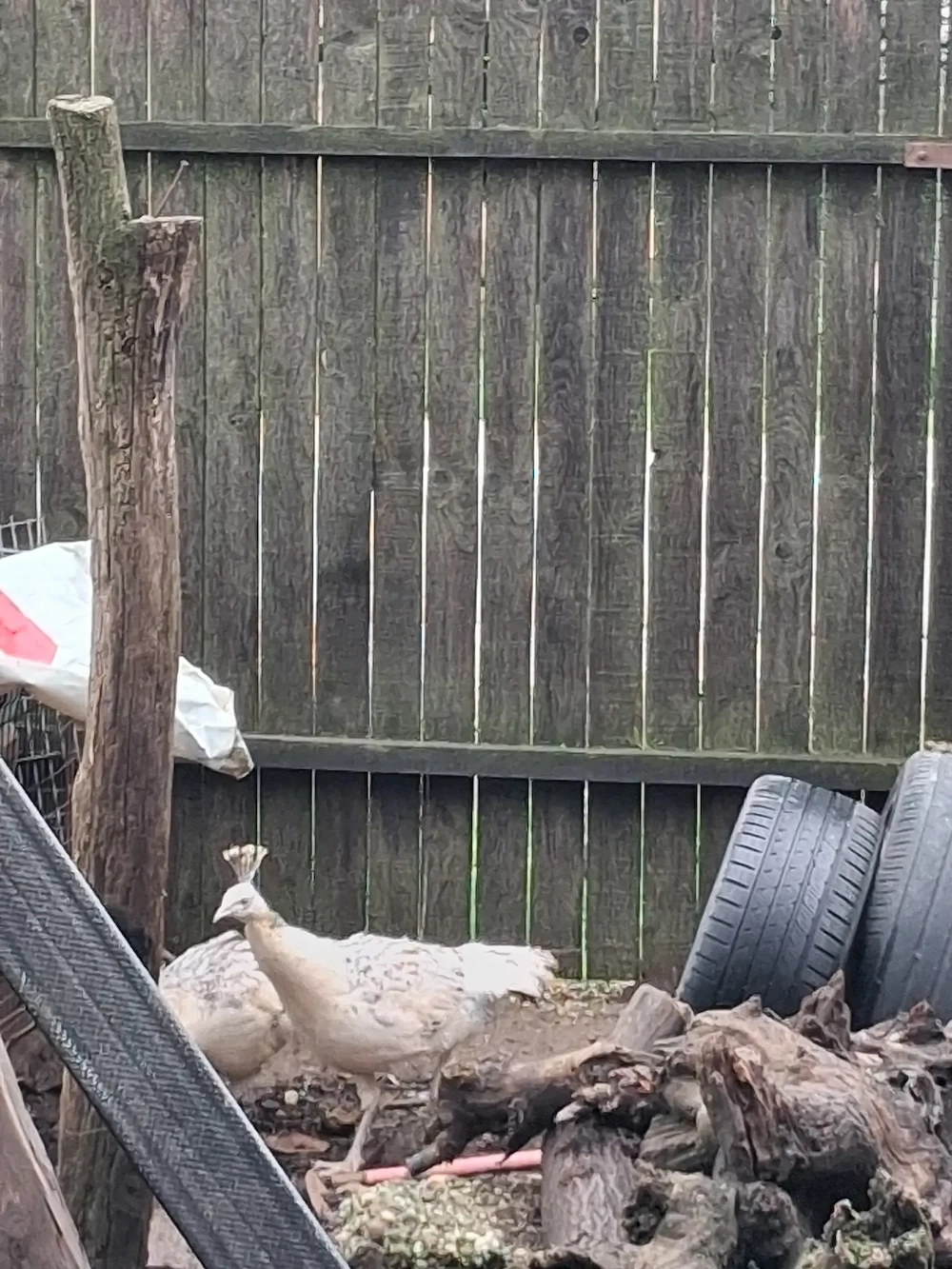 paunite 3 bucati dispobile 