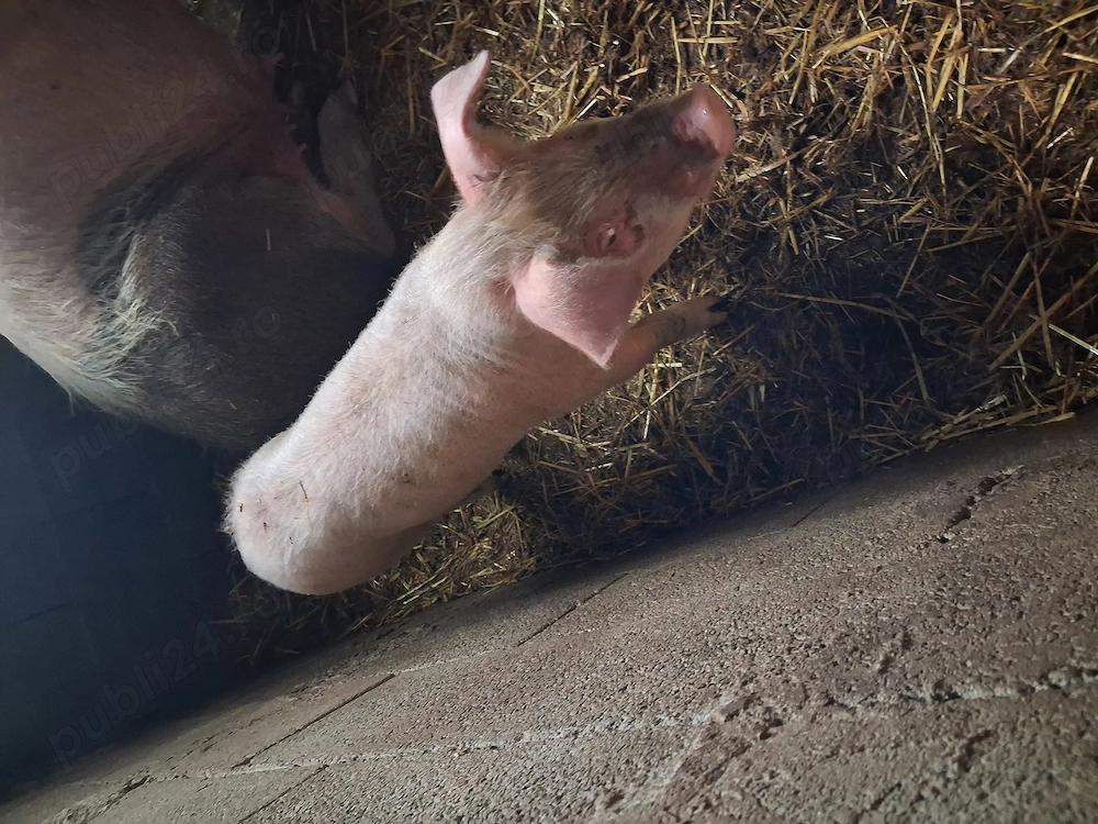 vier 3 luni din monta artificiala