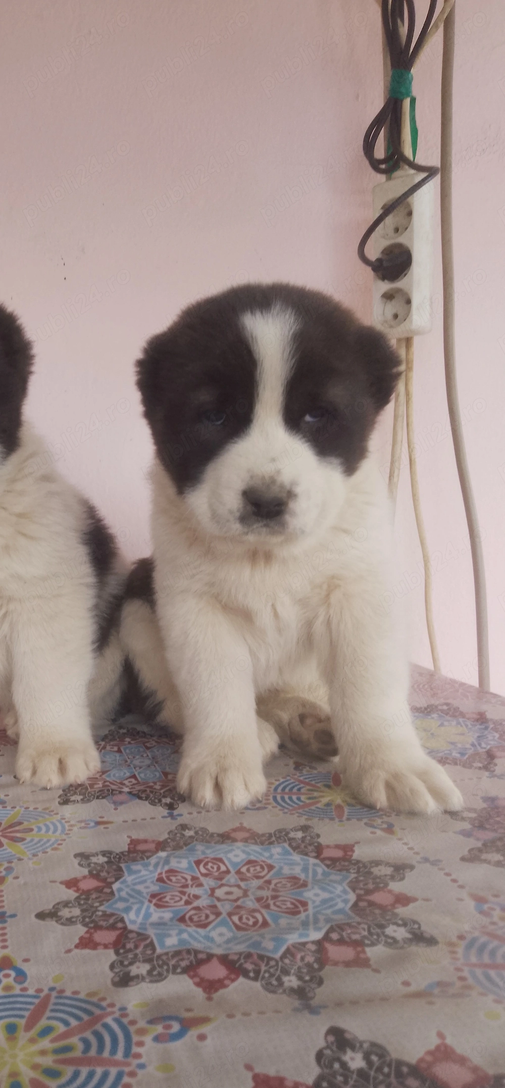 Asia centrala fetită