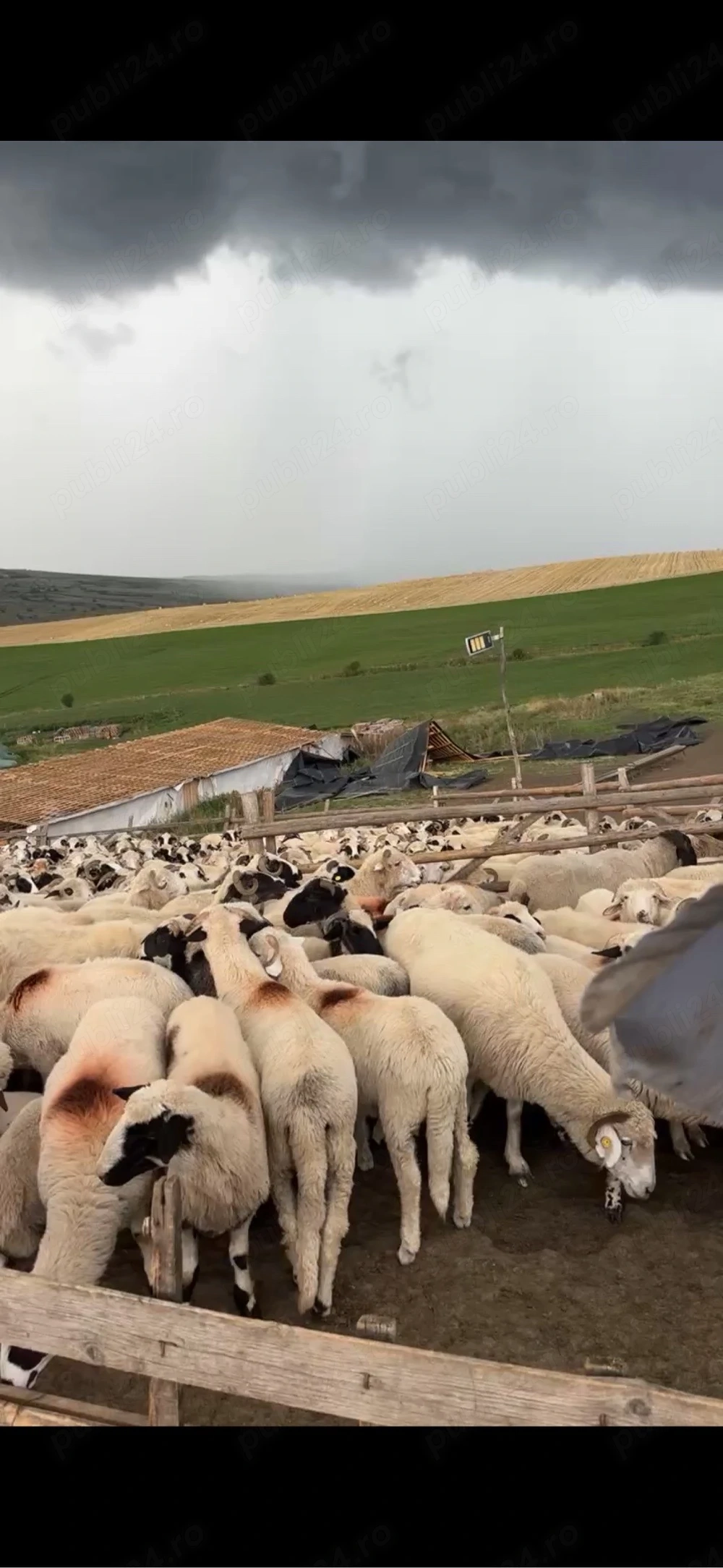 caut cioban la oi serios, sunati la nr din descriere