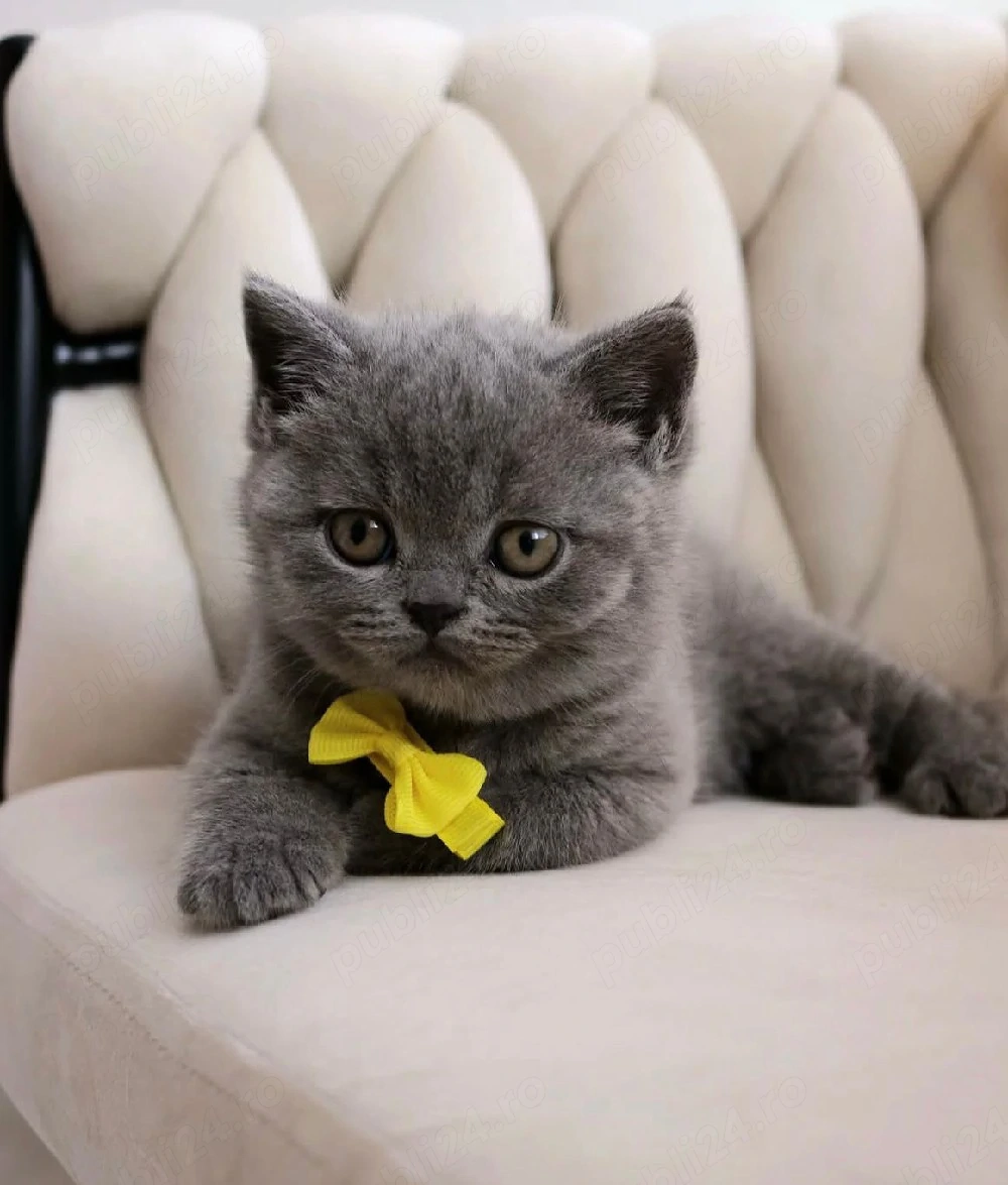British Shorthair 