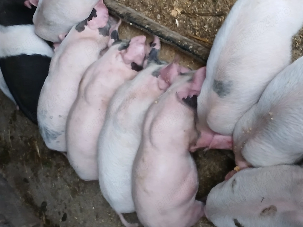 Purcei de vanzare 350 ron