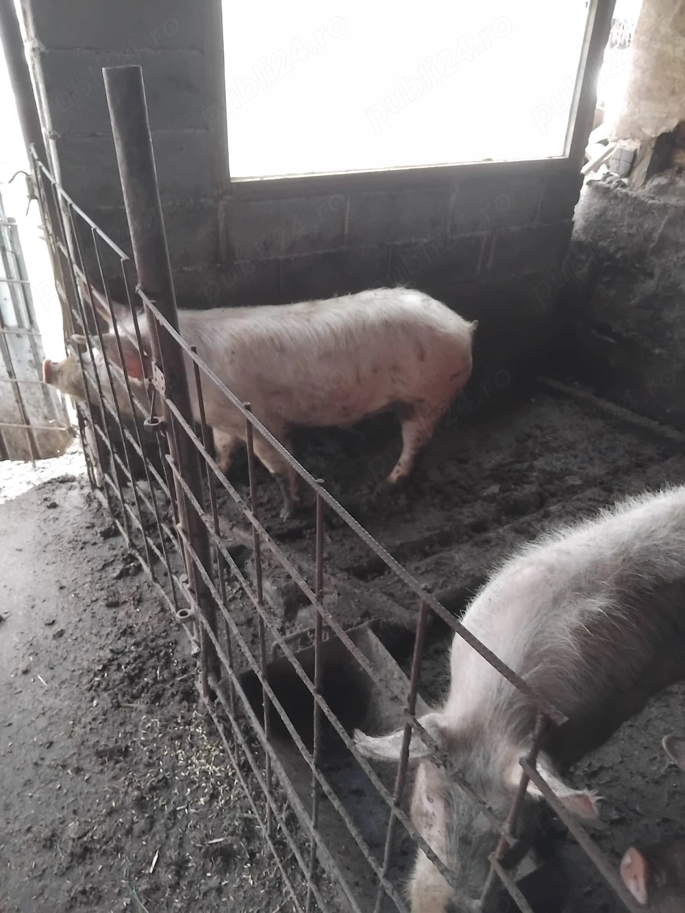 vand porici bio crescuti natural in libertate