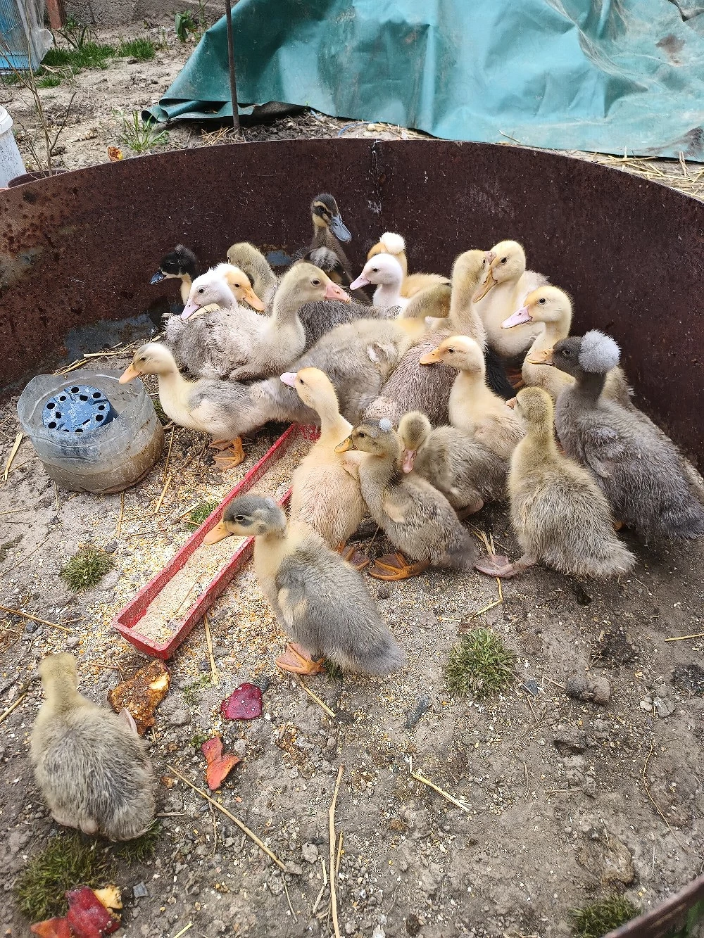 Vand boboci de gasca si rata