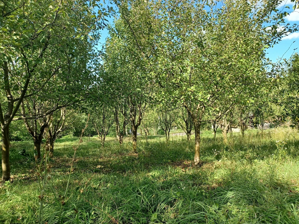 Teren intravilan cu livadă, 2850 mp, acces auto   Lijerdiu (Cluj)