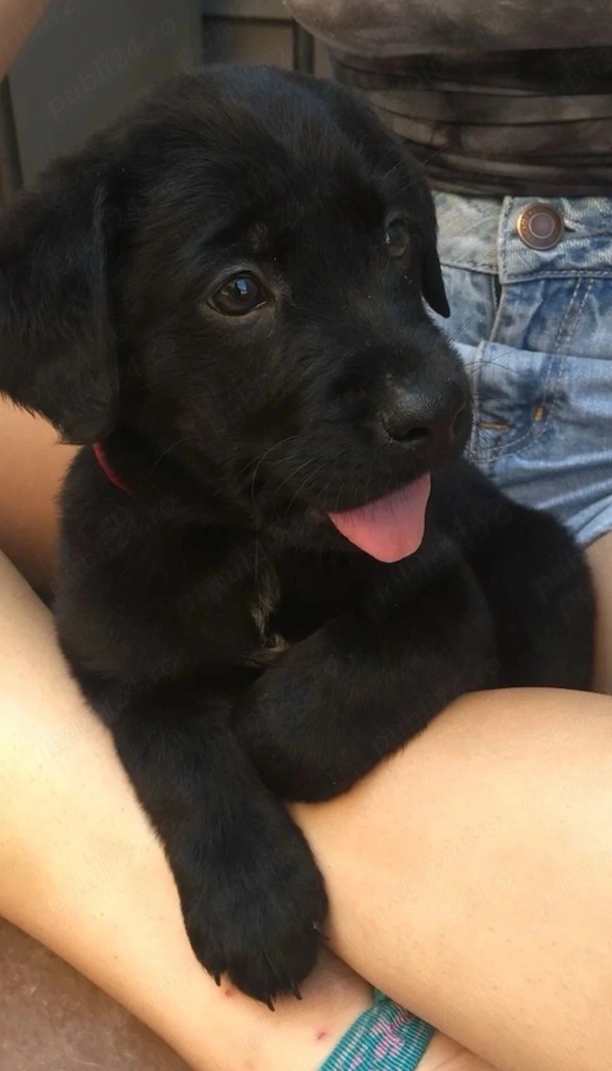 Labrador negru 