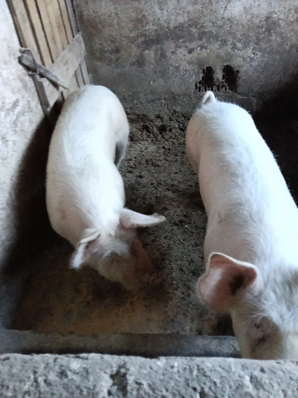 Vind porc 100 kg landras