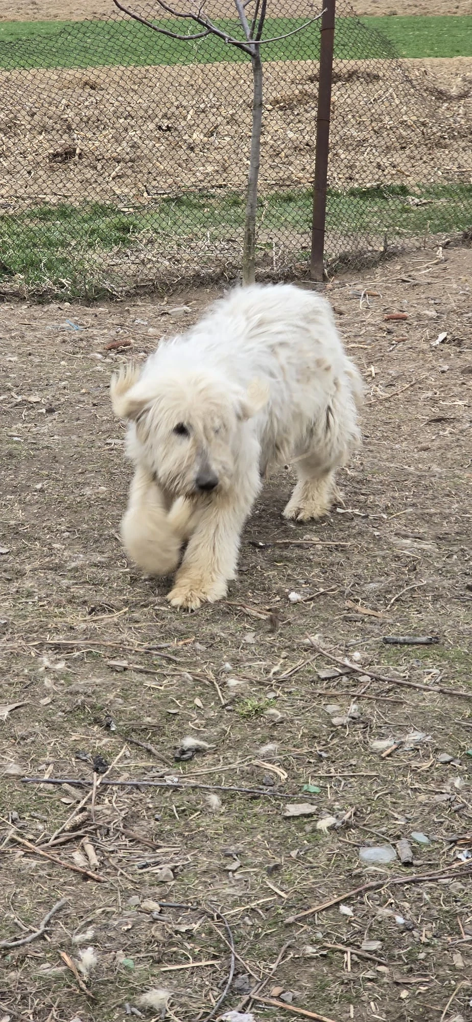  Vând Pui Ciobanesc Mioritic 