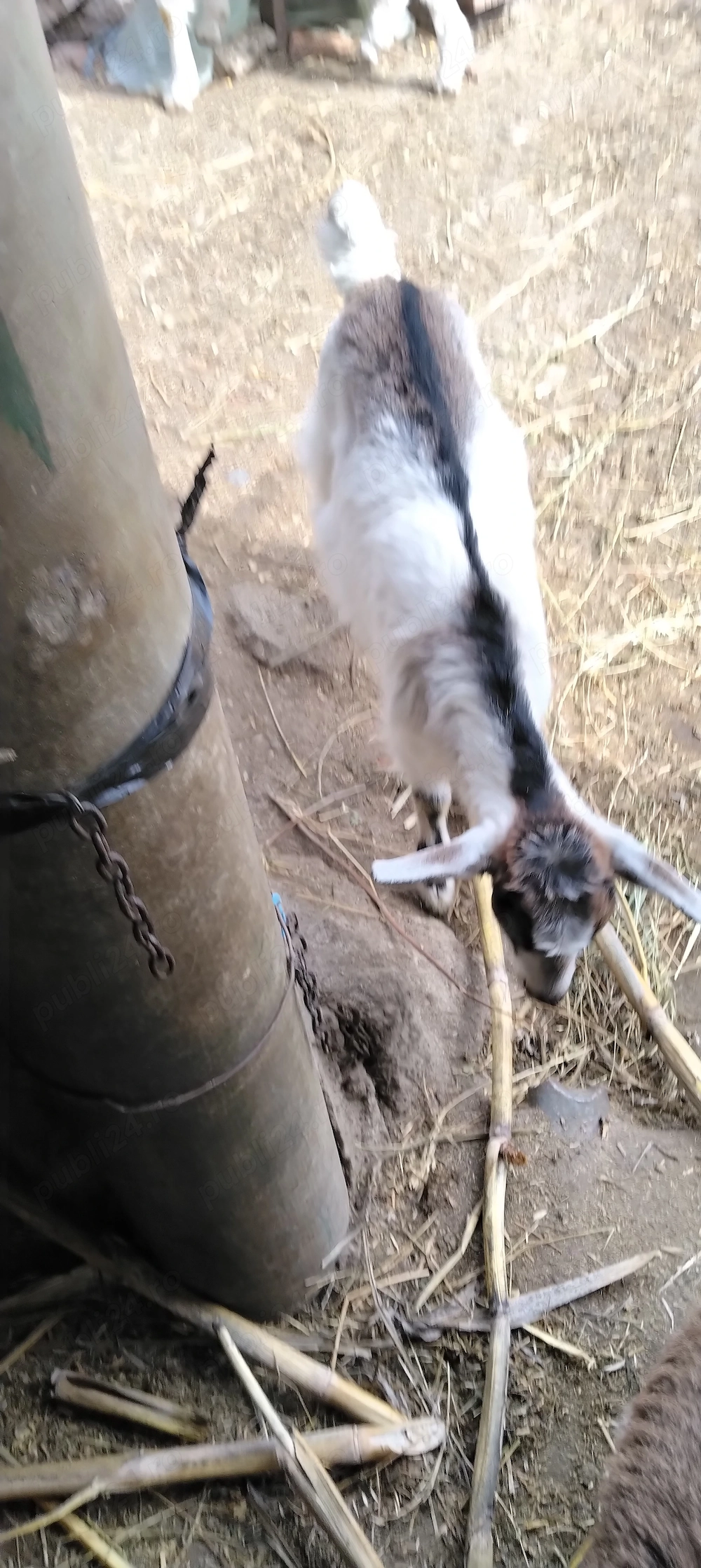 Iezi de Paste de vanzare