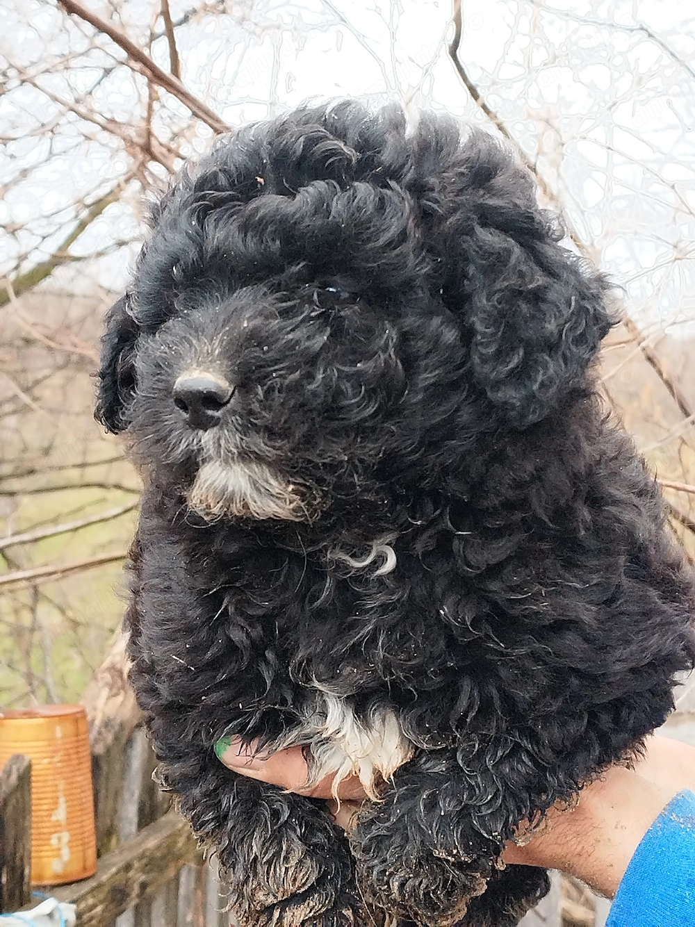 Vand 3 catei caniche!