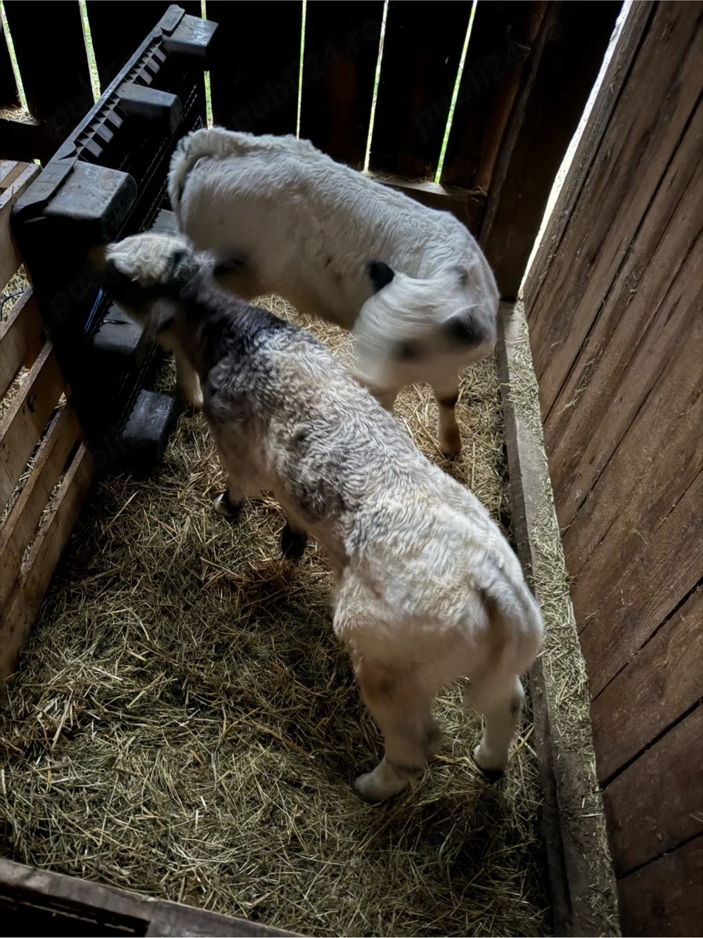 de vanzare 2 taurasi 