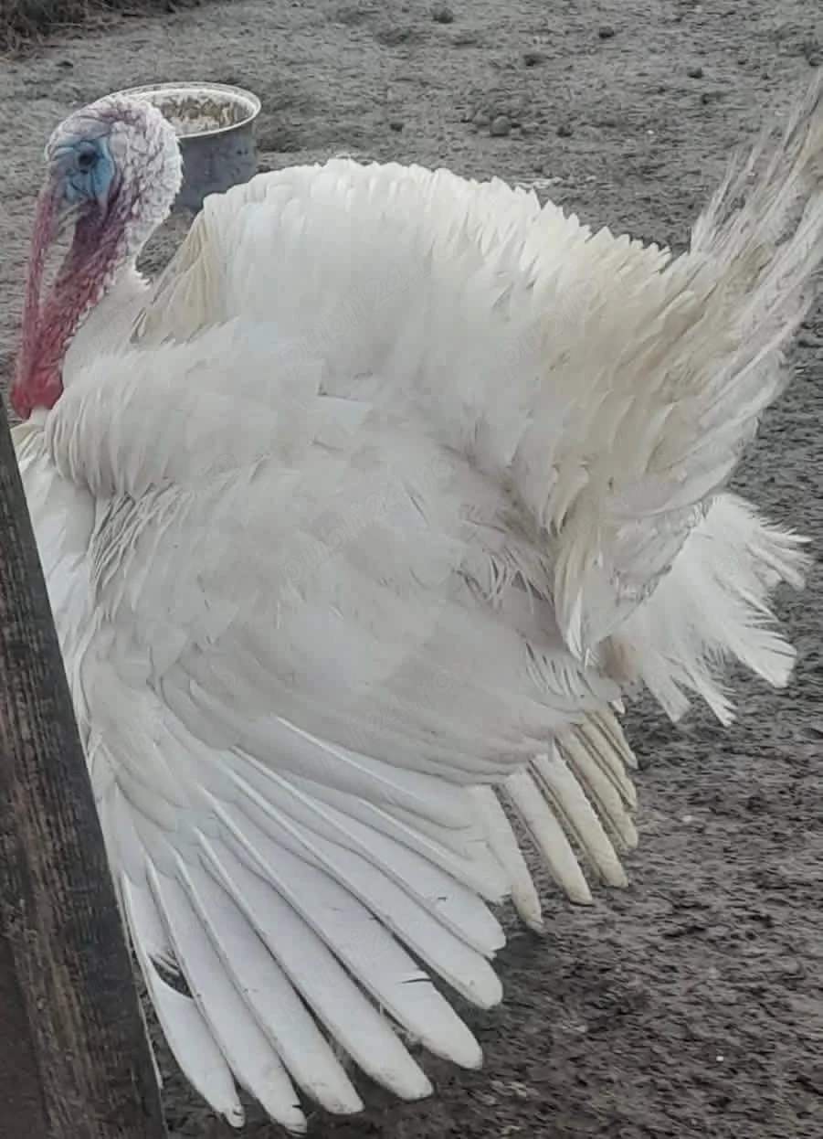 Vând curcani crescuți natural 